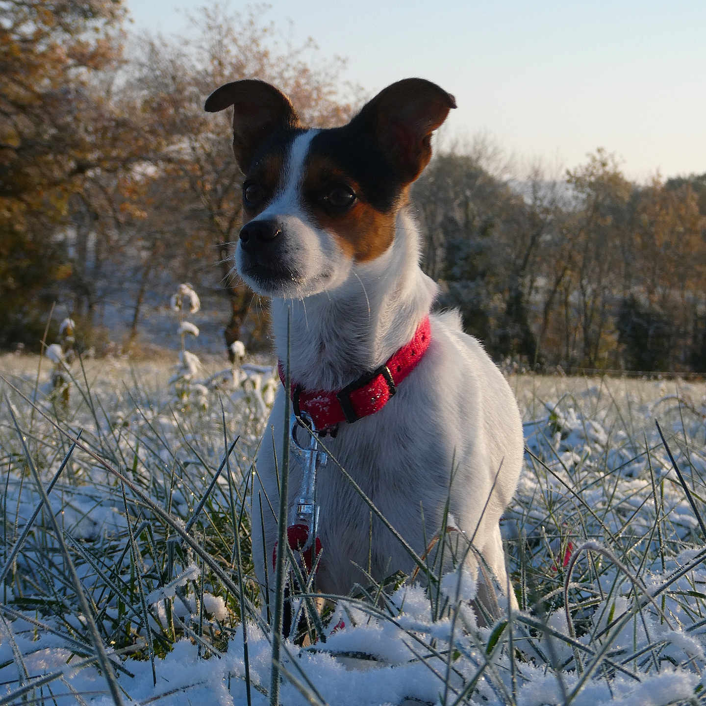Cacahuète a rejoint le concours — aidez-le/la à gagner de superbes lots ! dog, animal, outdoor, snow, grass, collar, pet, nature, field, winter, sunlight, frost, tree, canine, mammal, closeup, daylight, adorable, quiet, scenery
