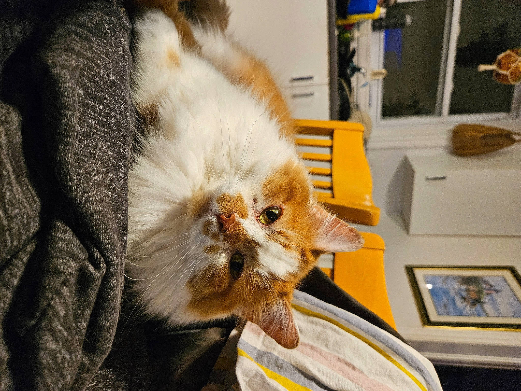 Hatchi joined the competition — help win amazing prizes! canidae, carnivore, companion_dog, dog, dog_breed, event, eyewear, felidae, fur, non_sporting_group, picture_frame, pomeranian, small_terrier, small_to_medium_sized_cats, terrier, toy_dog, whiskers