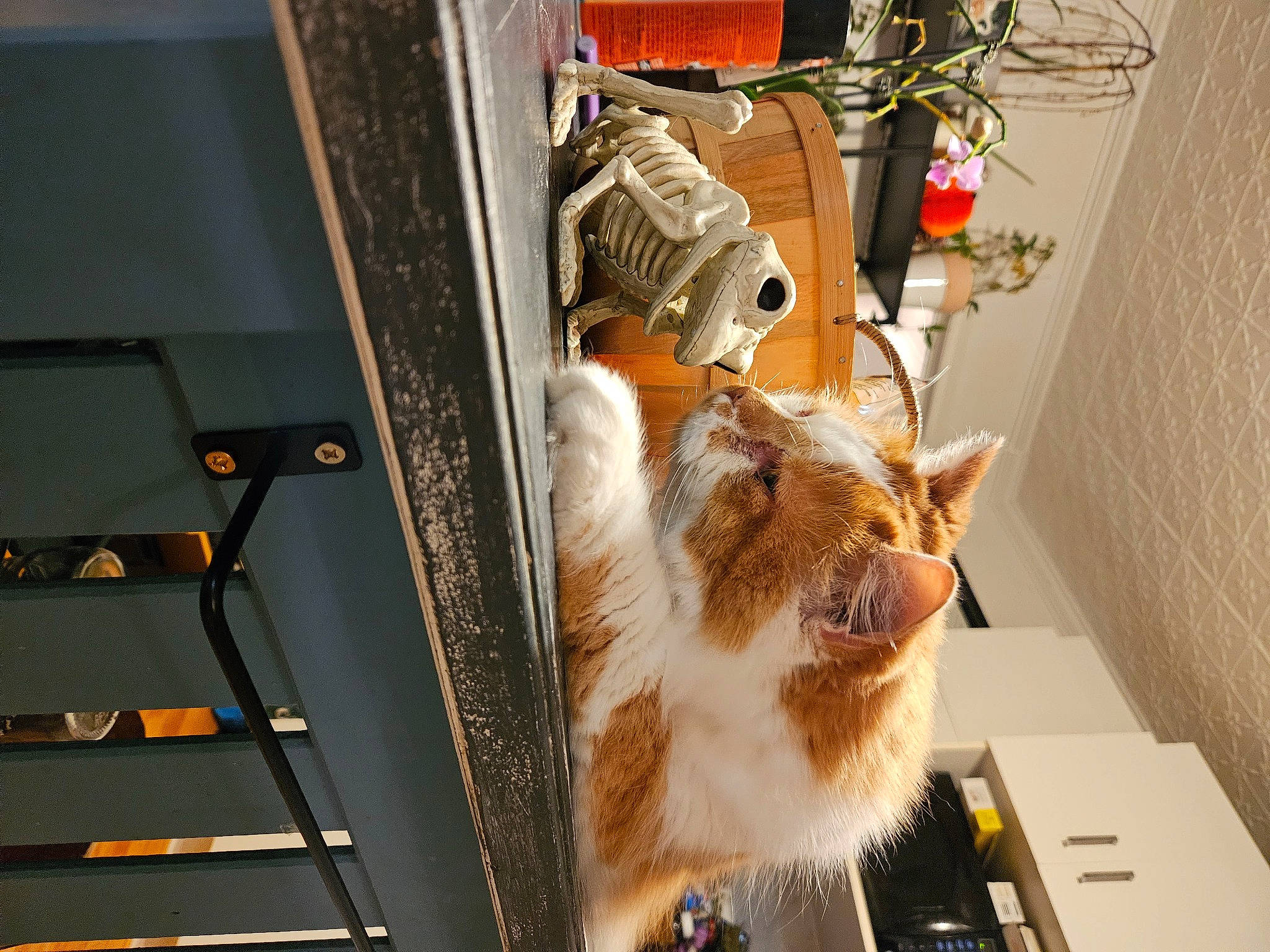 Hatchi is registered to the contest to win money with this photo: carnivore, cat, domestic_short_haired_cat, electrical_supply, electrical_wiring, felidae, fur, gas, machine, metal, room, small_to_medium_sized_cats, tail, whiskers, wire, wood