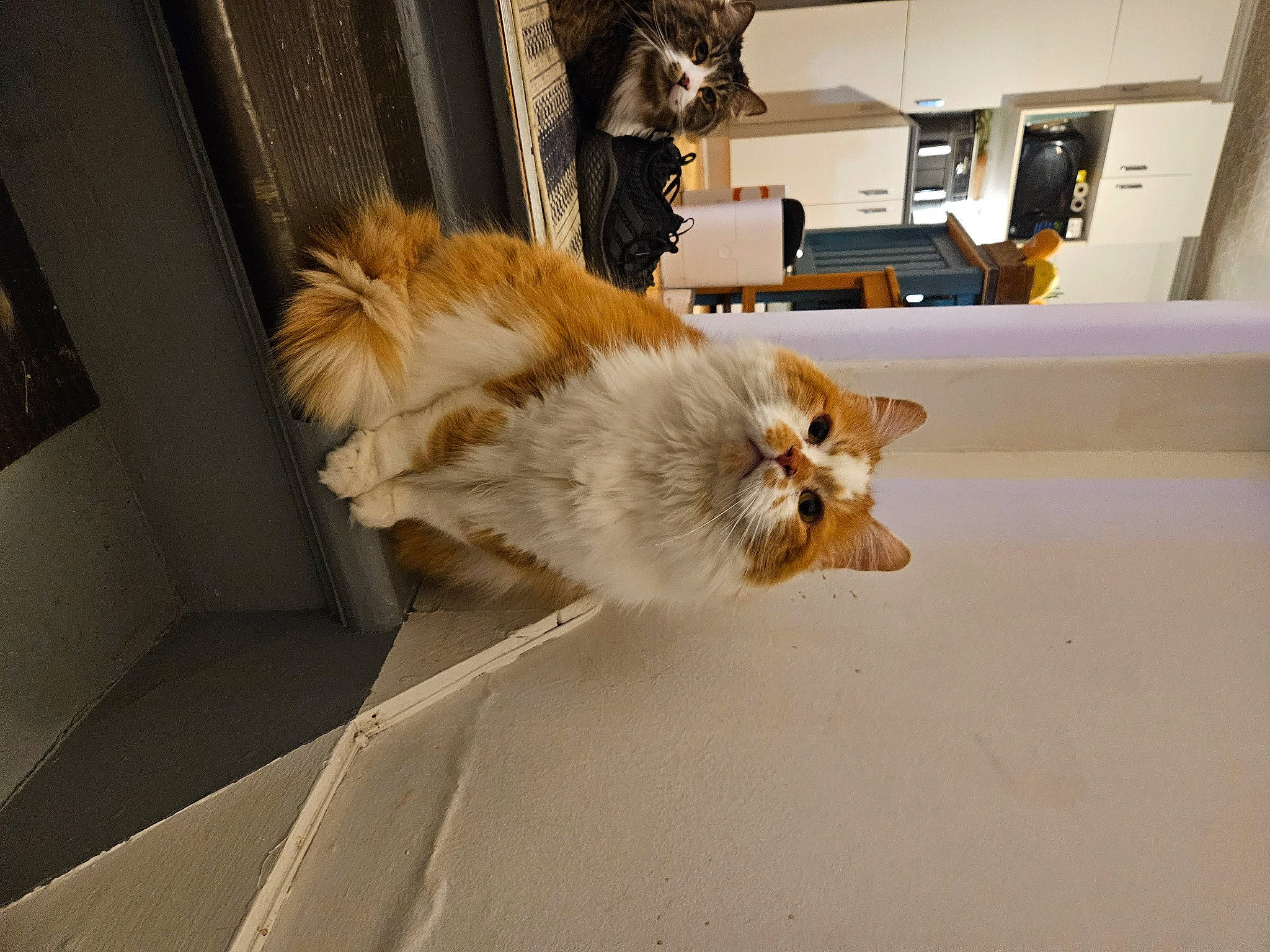 Hatchi joined the competition — help win amazing prizes! canidae, carnivore, cat, claw, companion_dog, dog_breed, domestic_short_haired_cat, fawn, felidae, flooring, fur, hardwood, paw, room, small_to_medium_sized_cats, tail, whiskers, window, wood