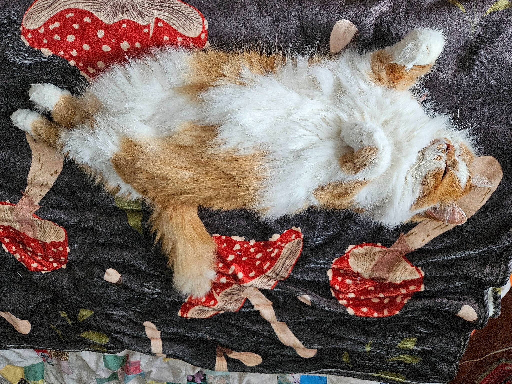 Hatchi joined the competition — help win amazing prizes! art, canidae, carmine, carnivore, cat, christmas, claw, companion_dog, fawn, felidae, fur, pattern, paw, poultry, small_to_medium_sized_cats, tail, whiskers