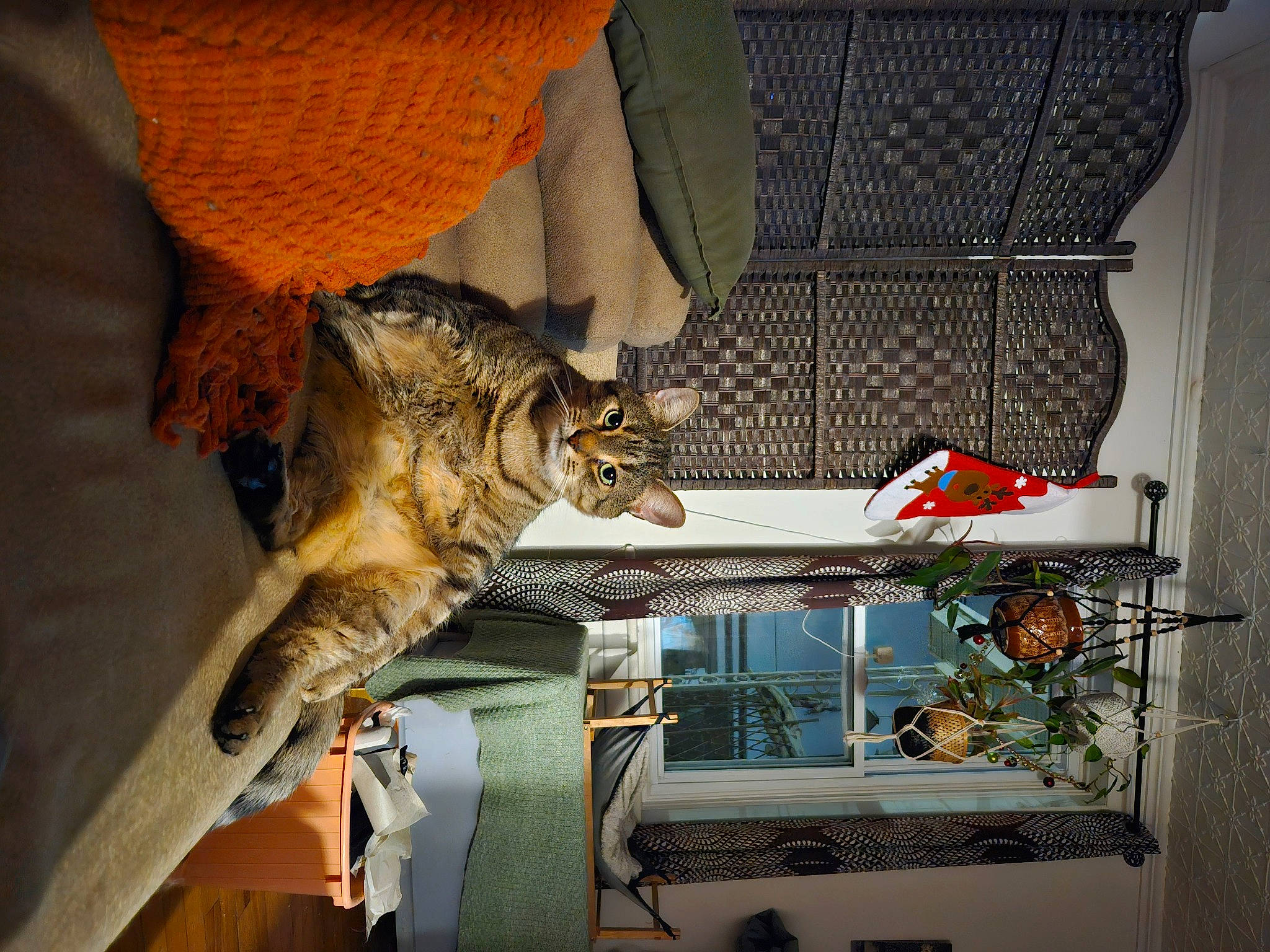 Zorro joined the competition — help win amazing prizes! carnivore, cat, comfort, domestic_short_haired_cat, felidae, flowerpot, fur, houseplant, human_leg, plant, room, shelf, small_to_medium_sized_cats, tail, toy, tree, whiskers, window, window_covering, wood