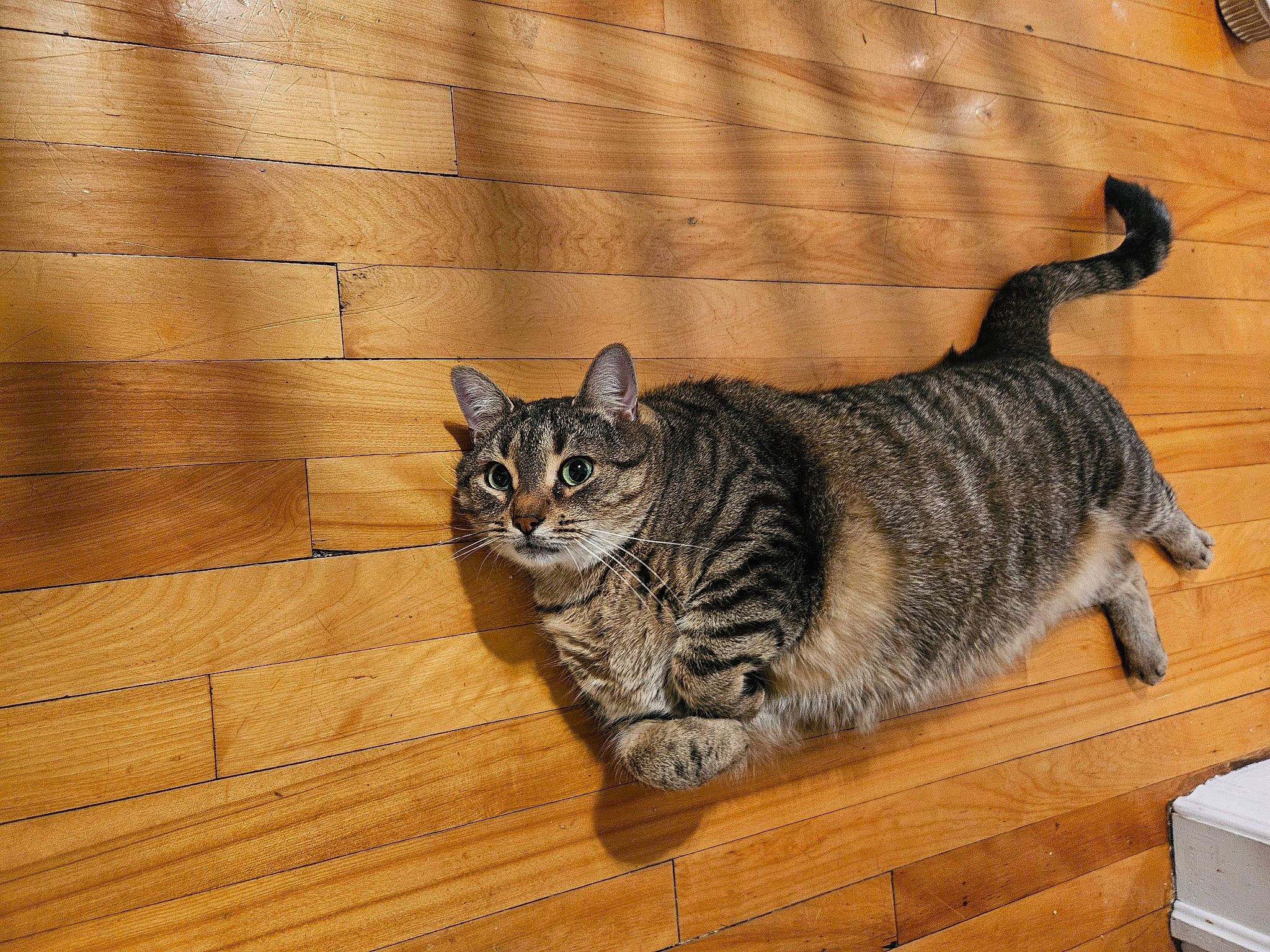 Zorro joined the competition — help win amazing prizes! carnivore, cat, domestic_short_haired_cat, eye, felidae, floor, flooring, fur, hardwood, laminate_flooring, paw, small_to_medium_sized_cats, snout, tail, terrestrial_animal, whiskers, window, wood, wood_flooring, wood_stain