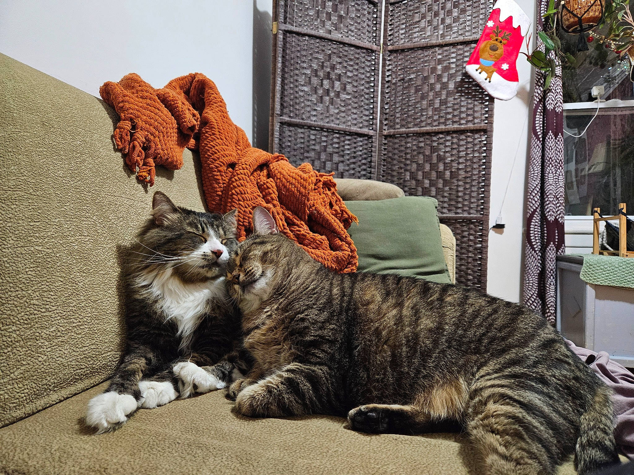 Zorro is registered to the contest to win money with this photo: carnivore, cat, claw, comfort, domestic_short_haired_cat, felidae, fur, grey, metal, nap, paw, room, small_to_medium_sized_cats, tail, terrestrial_animal, whiskers, wood