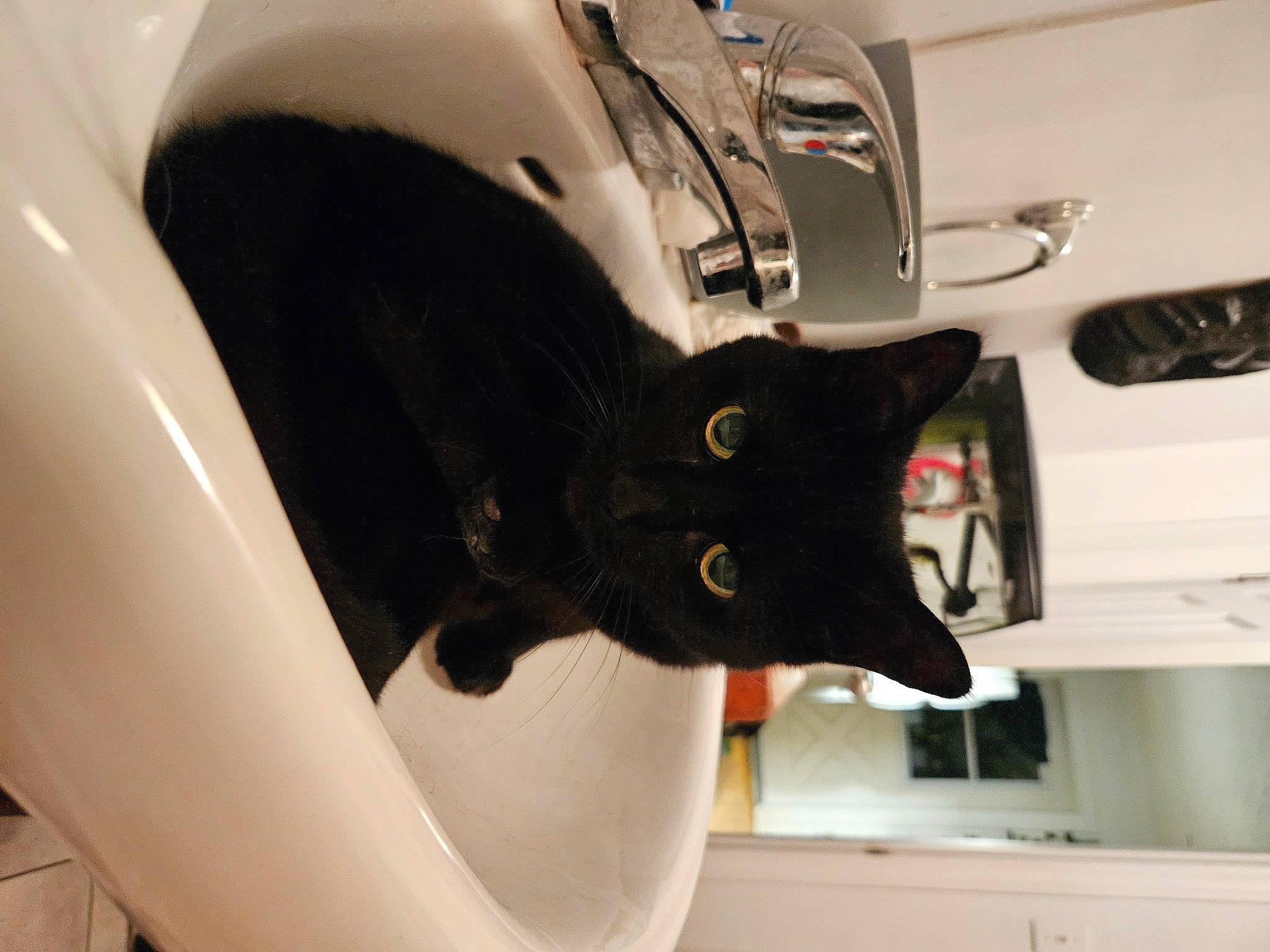 Sylvie joined the competition — help win amazing prizes! auto_part, automotive_design, automotive_exterior, automotive_lighting, bumper, cabinetry, carnivore, cat, felidae, fender, machine, metal, motor_vehicle, paper, rim, room, small_to_medium_sized_cats, tail, vehicle_door, whiskers