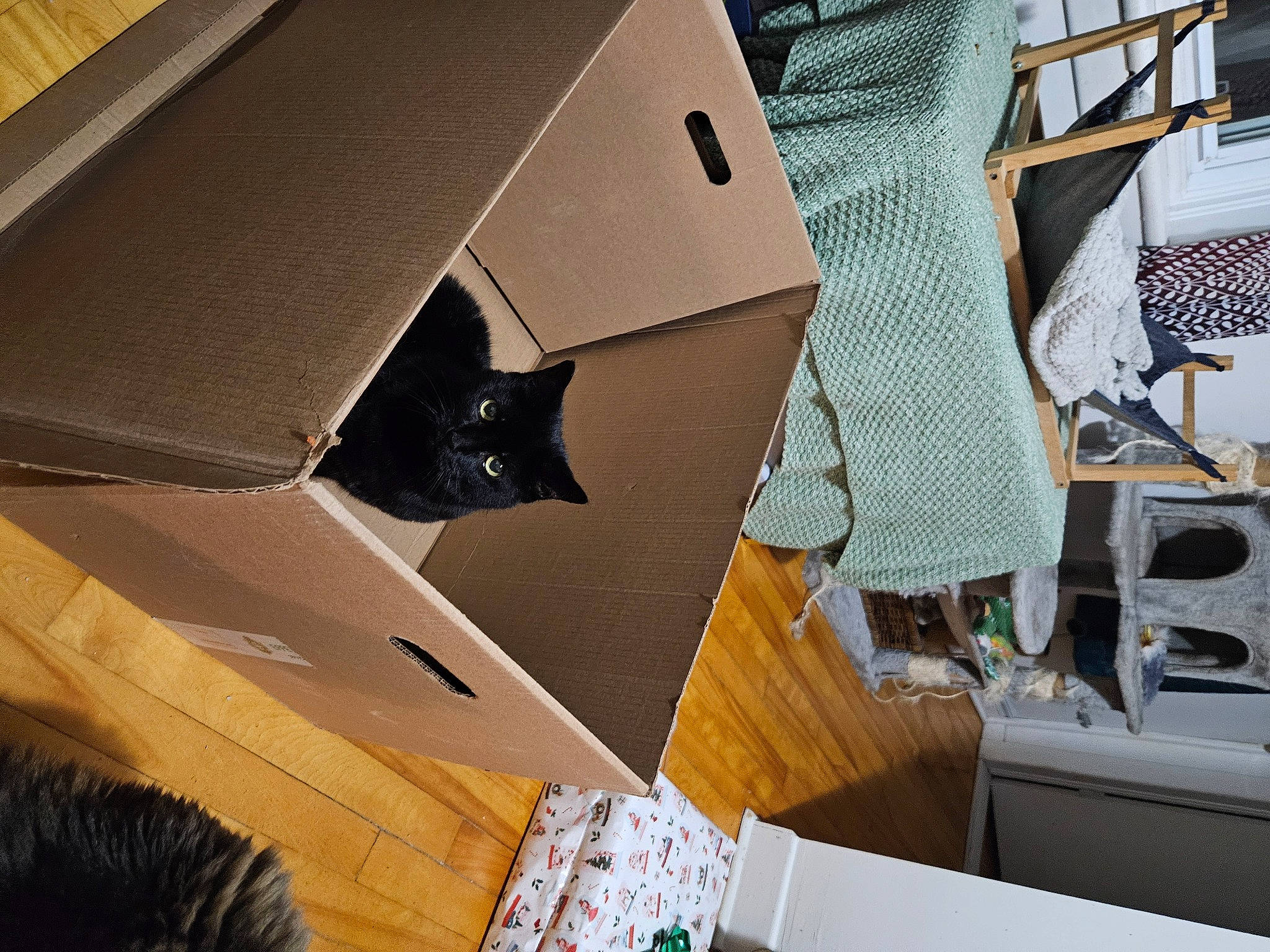 Sylvie joined the competition — help win amazing prizes! audio_equipment, automotive_design, bag, box, cardboard, carton, cat, drawer, eyewear, felidae, hardwood, material_property, packaging_and_labeling, packing_materials, paper_product, shipping_box, small_to_medium_sized_cats, space, whiskers, wood