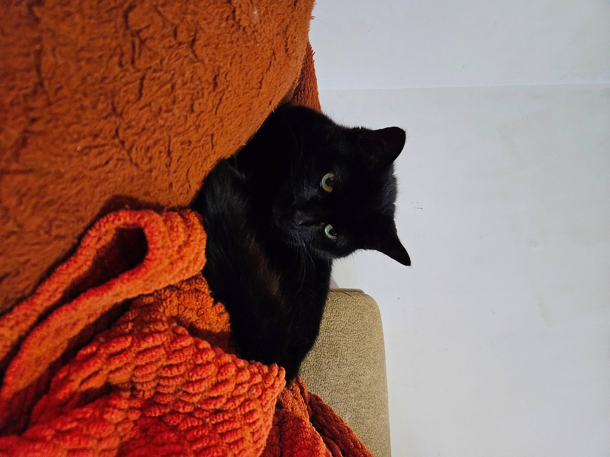 Sylvie is registered to the contest to win money with this photo: art, bombay, carnivore, cat, domestic_short_haired_cat, felidae, fur, sculpture, shadow, small_to_medium_sized_cats, snout, tail, terrestrial_animal, tints_and_shades, whiskers, wood