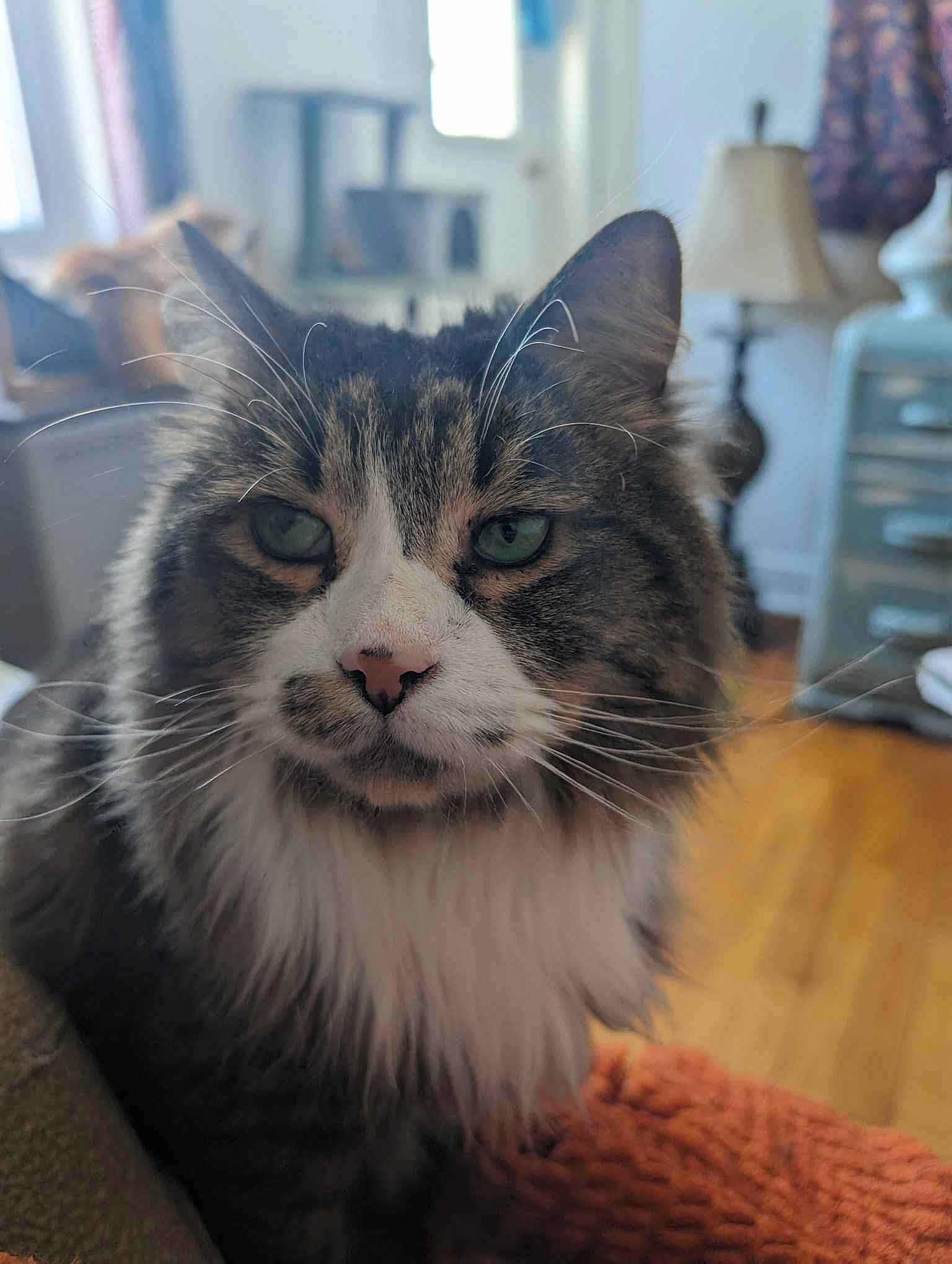 Figaro joined the competition — help win amazing prizes! british_longhair, carnivore, cat, claw, domestic_short_haired_cat, felidae, flooring, fur, hardwood, maine_coon, paw, plant, small_to_medium_sized_cats, snout, terrestrial_animal, tree, whiskers, window, wood