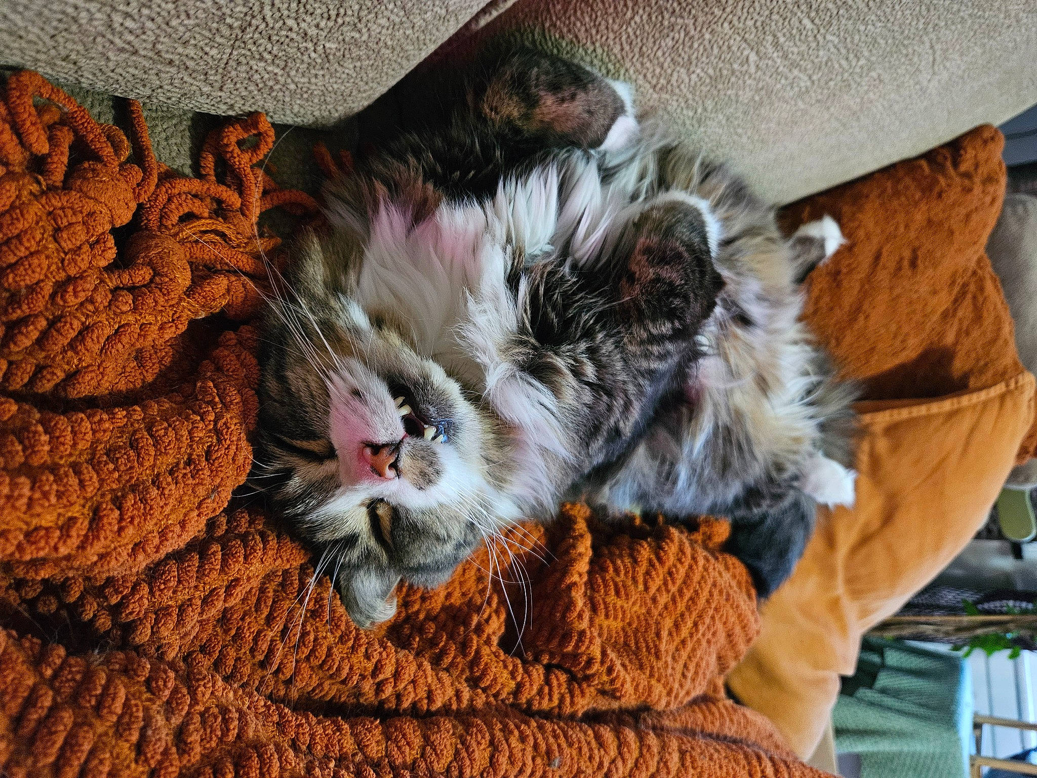 Figaro is registered to the contest to win money with this photo: canidae, carnivore, cat, claw, comfort, companion_dog, dog_breed, fawn, felidae, fur, liver, nap, paw, peach, small_to_medium_sized_cats, sporting_group, tail, terrestrial_animal, whiskers, wood