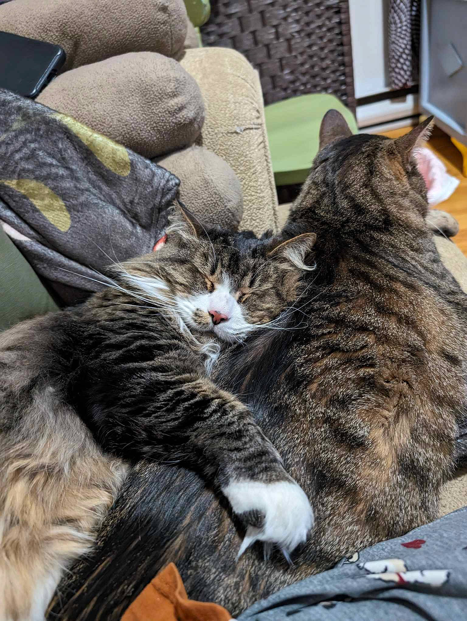 Figaro joined the competition — help win amazing prizes! carnivore, cat, claw, comfort, domestic_short_haired_cat, felidae, fur, grass, mammal, nap, paw, plant, small_to_medium_sized_cats, tail, tree, whiskers