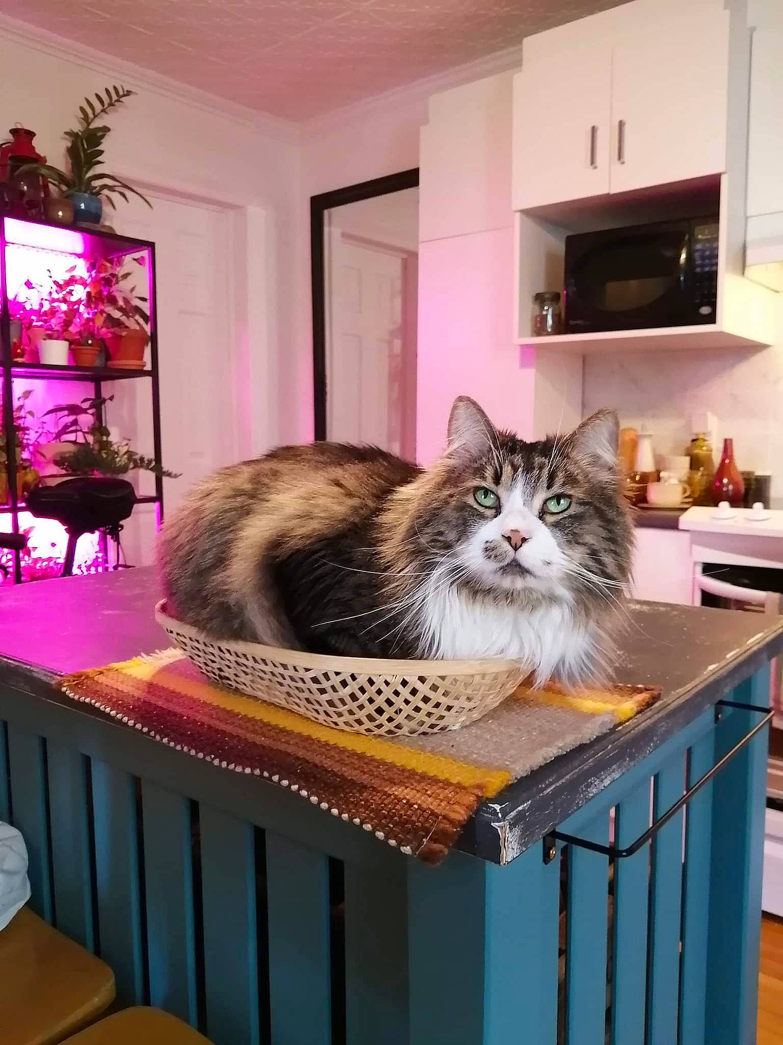 Figaro is registered to the contest to win money with this photo: carnivore, cat, cat_supply, comfort, domestic_short_haired_cat, felidae, flooring, fur, hardwood, interior_design, kitchen_appliance, picture_frame, room, shelf, shelving, small_to_medium_sized_cats, television, whiskers, window, wood