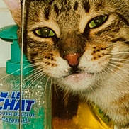 Nounou participe au concours pour gagner de l'argent avec cette photo : animal, background, blurry, candid, cat, close_up, domestic, face, feline, fur, green_eyes, indoor, label, mouth, nose, pet, soap_bottle, tabby, transparent_surface, whiskers