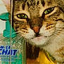 animal, background, blurry, candid, cat, close_up, domestic, face, feline, fur, green_eyes, indoor, label, mouth, nose, pet, soap_bottle, tabby, transparent_surface, whiskers