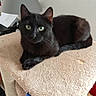 black_cat, cat, pet, indoor, feline, green_eyes, carpeted_cat_tree, resting, looking_at_camera, animal, cute, domestic_cat, fur, whiskers, ears, tail, household, lamp, cozy, relaxed