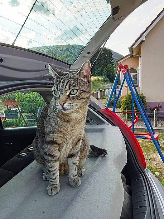 Moustik a rejoint le concours — aidez-le/la à gagner de superbes lots ! auto_part, automotive_exterior, automotive_tire, car, carnivore, cat, cloud, felidae, grass, hood, mode_of_transport, motor_vehicle, plant, sky, small_to_medium_sized_cats, snout, tree, vehicle, vehicle_door, whiskers