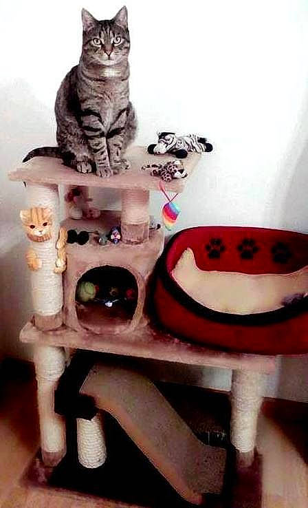 Moustik participe au concours pour gagner de l'argent avec cette photo : carmine, carnivore, cat, cat_supply, ceramic, chair, fashion_accessory, felidae, hat, pet_supply, porcelain, room, serveware, shelf, shelving, small_to_medium_sized_cats, toy, whiskers, white, wood