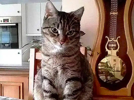 Moustik a rejoint le concours — aidez-le/la à gagner de superbes lots ! cabinetry, carnivore, cat, claw, countertop, cupboard, domestic_short_haired_cat, felidae, fur, home_appliance, kitchen_appliance, microwave_oven, paw, refrigerator, small_to_medium_sized_cats, snout, tail, television, terrestrial_animal, whiskers