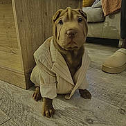 Vasco participe au concours pour gagner de l'argent avec cette photo : animal, boxer, bulldog, canine, couch, dog, face, furniture, head, indoors, interiordesign, person, pet, photography, pitbull, plywood, portrait, puppy, sleeping, wood