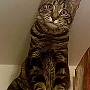 Aïka participe au concours pour gagner de l'argent avec cette photo : animal, cat, curious, cute, domestic, ears, eyes, feline, fur, indoor, looking, mammal, paws, pet, portrait, shelf, sitting, striped, tabby, whiskers