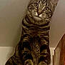 animal, cat, curious, cute, domestic, ears, eyes, feline, fur, indoor, looking, mammal, paws, pet, portrait, shelf, sitting, striped, tabby, whiskers