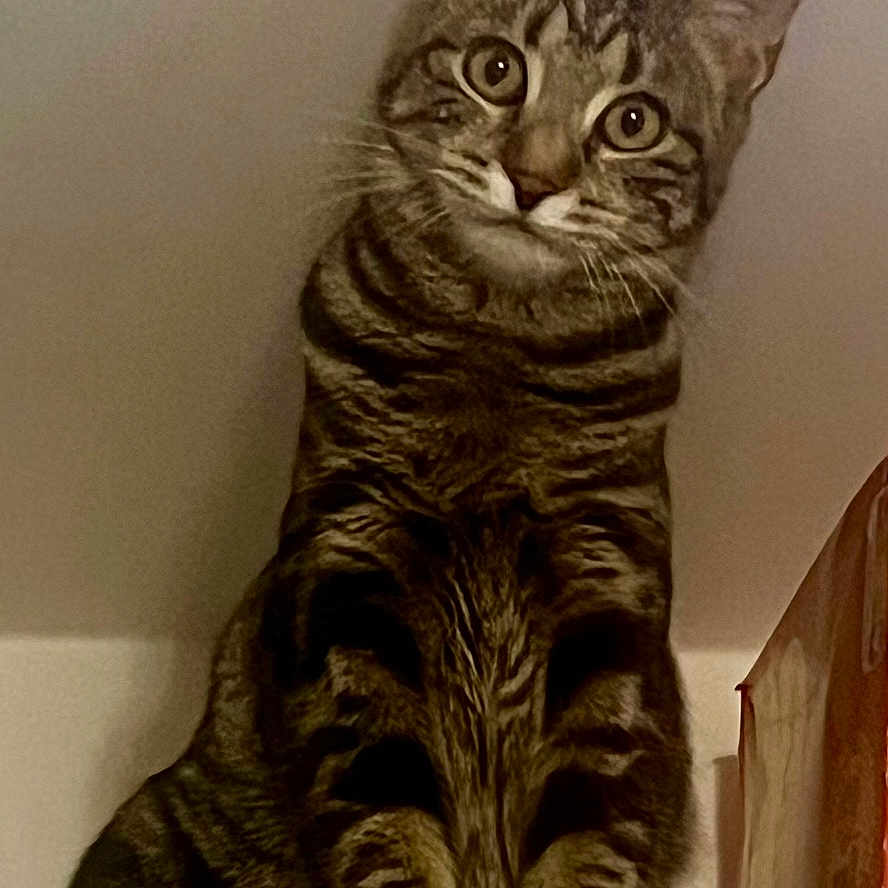 Aïka participe au concours pour gagner de l'argent avec cette photo : animal, cat, curious, cute, domestic, ears, eyes, feline, fur, indoor, looking, mammal, paws, pet, portrait, shelf, sitting, striped, tabby, whiskers