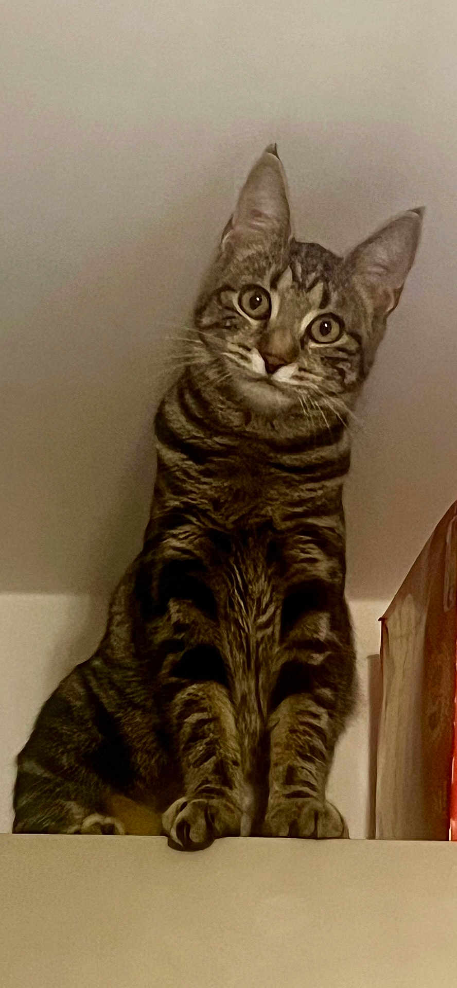 Aïka participe au concours pour gagner de l'argent avec cette photo : animal, cat, curious, cute, domestic, ears, eyes, feline, fur, indoor, looking, mammal, paws, pet, portrait, shelf, sitting, striped, tabby, whiskers