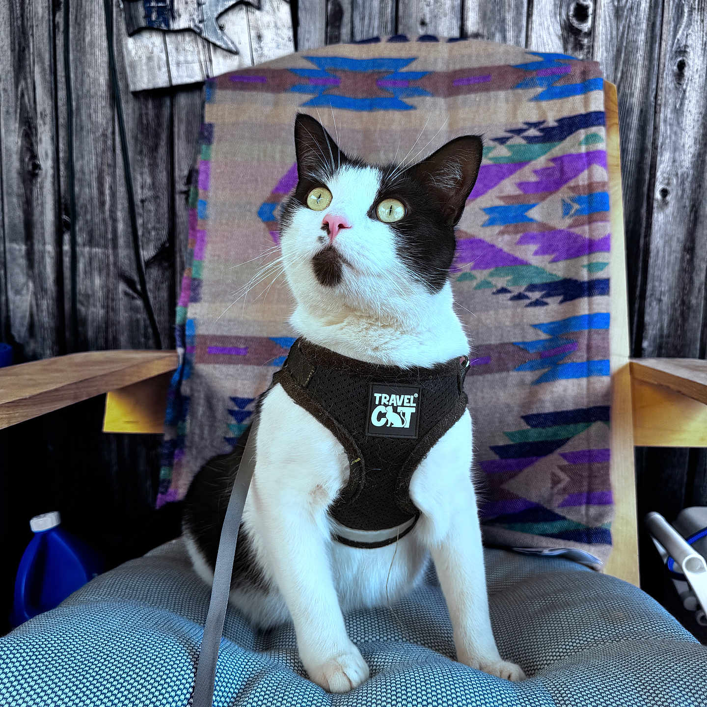 Coco is registered to the contest to win money with this photo: alert, animal, black_and_white, blanket, cat, chair, cushion, fur, harness, indoor, leash, patterned_blanket, pet, pink_nose, relax_sign, sign, sitting, whiskers, wooden_wall, yellow_eyes