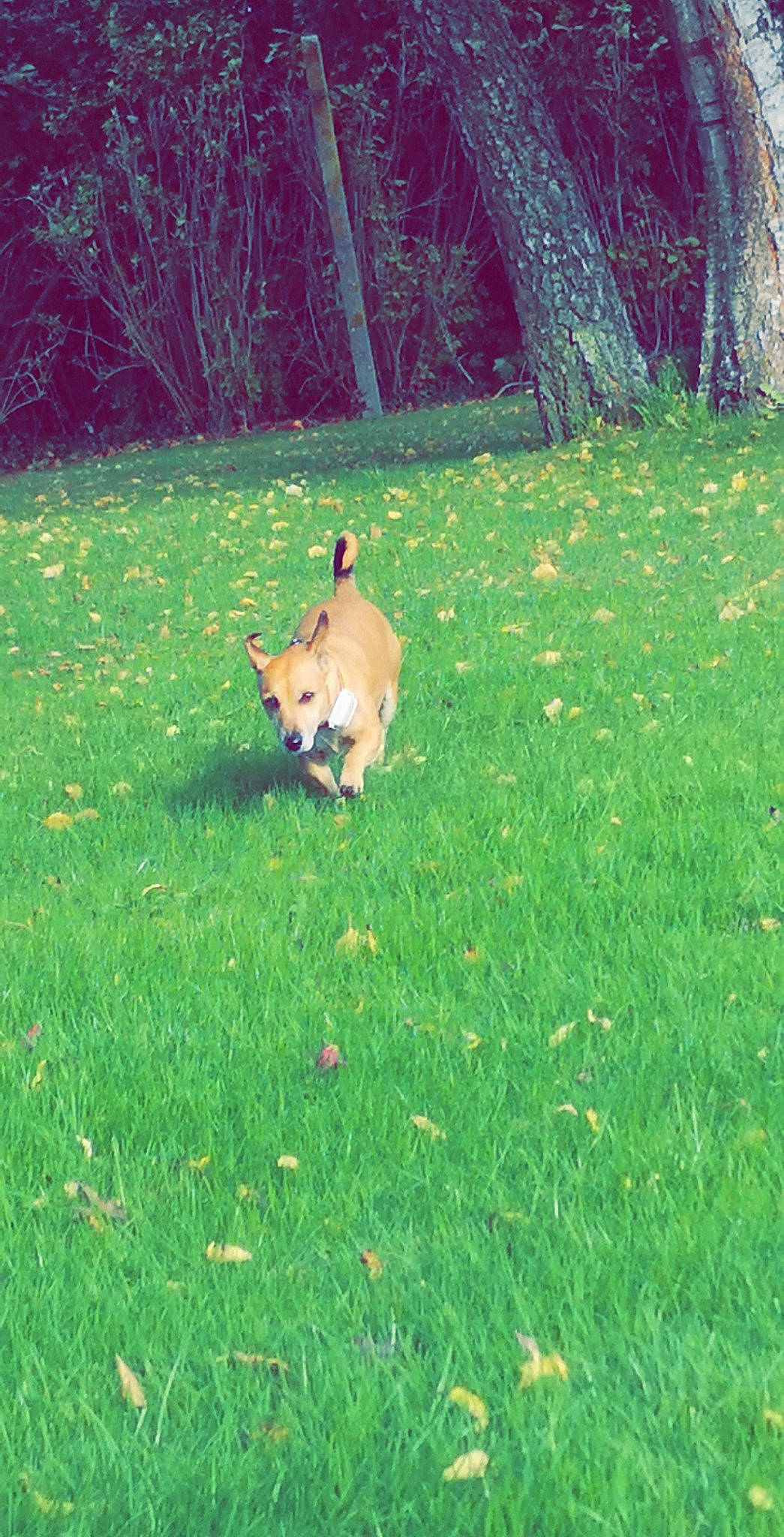 Maya participe au concours pour gagner de l'argent avec cette photo : backyard, canidae, carnivore, dog, dog_breed, fawn, grass, green, lawn, mammal, norwegian_buhund, plant, sporting_group