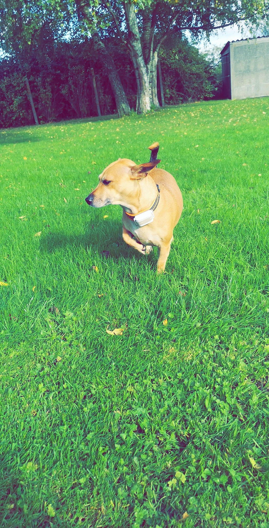 Maya a rejoint le concours — aidez-le/la à gagner de superbes lots ! canidae, carnivore, carolina_dog, companion_dog, dog, dog_breed, fawn, feist, grass, green, lawn, mammal, pariah_dog, plant, potcake_dog, sporting_group, tail, vertebrate