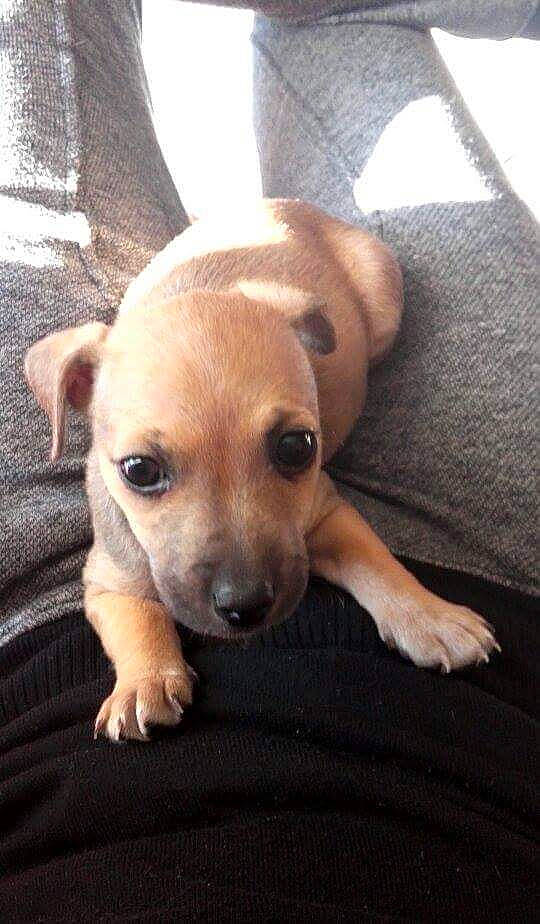 Maya a rejoint le concours — aidez-le/la à gagner de superbes lots ! beagador, canidae, carnivore, chihuahua, companion_dog, dog, dog_breed, fawn, mammal, potcake_dog, puppy, rare_breed_dog, snout, sporting_group, vertebrate