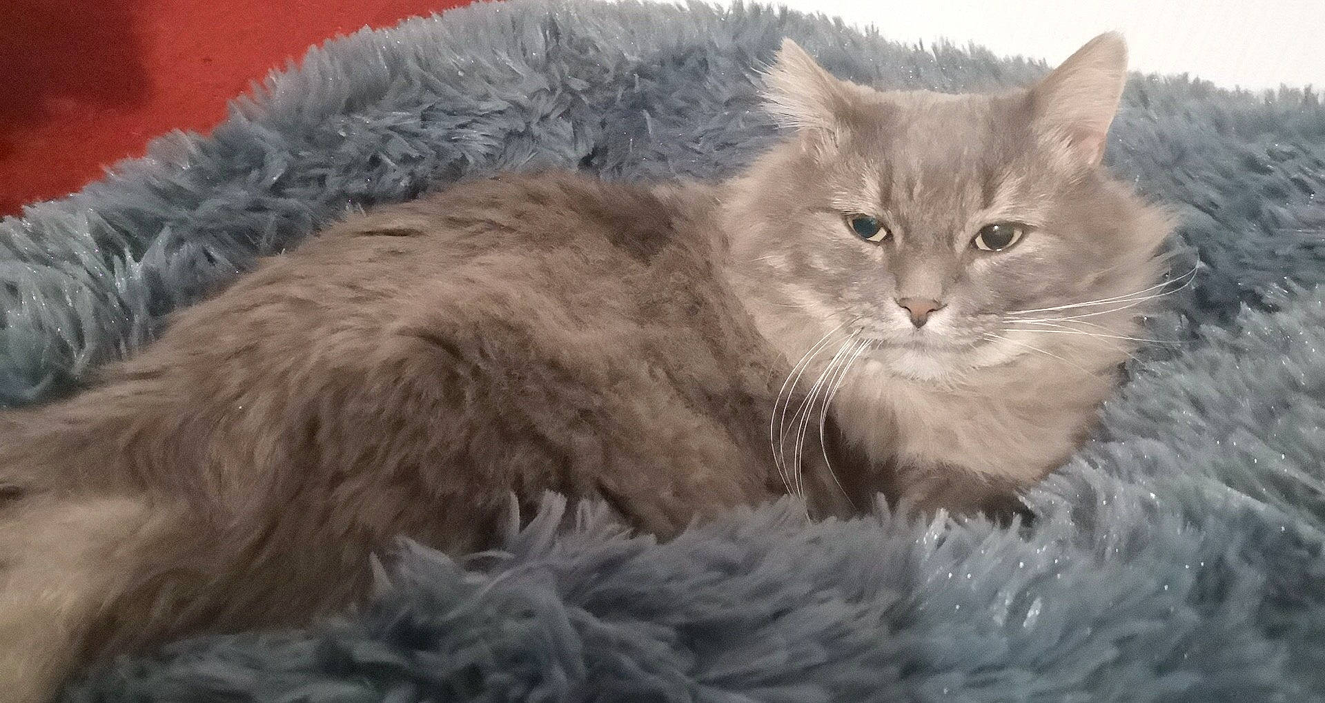 Mystère a rejoint le concours — aidez-le/la à gagner de superbes lots ! asian_semi_longhair, british_longhair, british_semi_longhair, carnivore, cat, domestic_long_haired_cat, felidae, fur, laperm, maine_coon, mammal, nebelung, norwegian_forest_cat, pixie_bob, ragamuffin, selkirk_rex, siberian, small_to_medium_sized_cats, vertebrate, whiskers