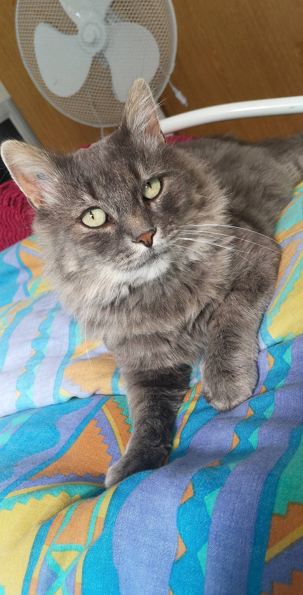 Mystère a rejoint le concours — aidez-le/la à gagner de superbes lots ! asian, australian_mist, british_longhair, british_semi_longhair, british_shorthair, carnivore, cat, chartreux, domestic_short_haired_cat, european_shorthair, felidae, kitten, korat, mammal, nebelung, pixie_bob, russian_blue, small_to_medium_sized_cats, vertebrate, whiskers