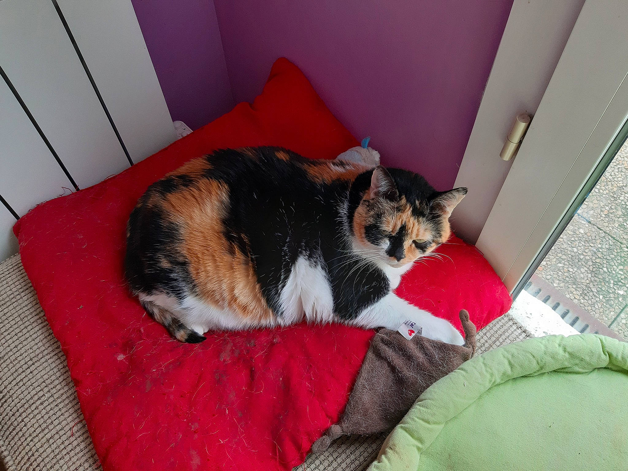 Hyna participe au concours pour gagner de l'argent avec cette photo : carnivore, cat, domestic_short_haired_cat, european_shorthair, felidae, fur, kitten, lap, mammal, nap, small_to_medium_sized_cats, tail, whiskers