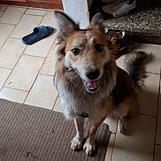 Akira a rejoint le concours — aidez-le/la à gagner de superbes lots ! dog, pet, canine, fluffy, brown_and_white, sitting, smiling, open_mouth, pointed_ears, long_hair, tail, indoor, doorway, tile_floor, rug, shoes, sandals, home, portrait, happy