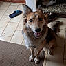 dog, pet, canine, fluffy, brown_and_white, sitting, smiling, open_mouth, pointed_ears, long_hair, tail, indoor, doorway, tile_floor, rug, shoes, sandals, home, portrait, happy