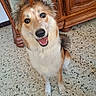 Akira participe au concours pour gagner de l'argent avec cette photo : dog, pet, canine, fluffy, long_hair, brown_and_white, sitting, happy, smiling, open_mouth, tongue, upright_ears, portrait, indoor, wooden_cabinet, furniture, terrazzo_floor, home, close_up, animal_photography