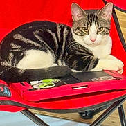 Rei joined the competition — help win amazing prizes! cat, tabby_cat, white_cat, animal, pet, feline, sitting, lying_down, portrait, face, whiskers, ears, striped_fur, red_chair, folding_chair, tablet, electronic_device, stickers, indoor, wooden_floor