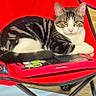 cat, tabby_cat, white_cat, animal, pet, feline, sitting, lying_down, portrait, face, whiskers, ears, striped_fur, red_chair, folding_chair, tablet, electronic_device, stickers, indoor, wooden_floor