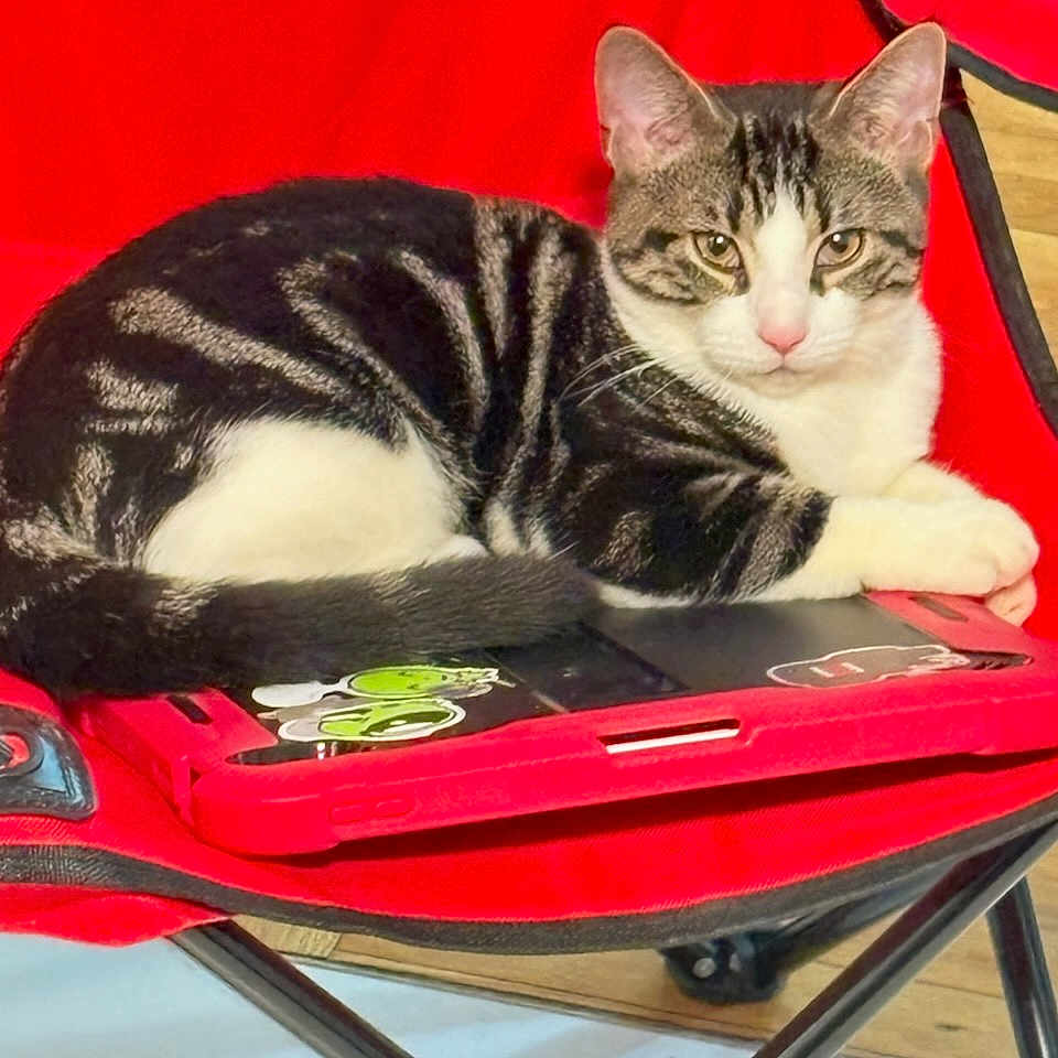 Rei joined the competition — help win amazing prizes! cat, tabby_cat, white_cat, animal, pet, feline, sitting, lying_down, portrait, face, whiskers, ears, striped_fur, red_chair, folding_chair, tablet, electronic_device, stickers, indoor, wooden_floor