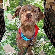 Peewee is registered to the contest to win money with this photo: dog, pet, collar, bandana, brown_dog, sitting, leaf_pattern, cushion, chair, outdoor, fur, ears, cute, animal, portrait, looking_up, seat, home, domestic, friendly