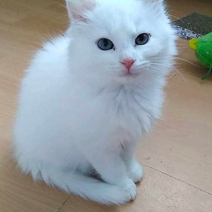 Bounty participe au concours pour gagner de l'argent avec cette photo : angora, animal, cat, hardwood, kitten, manx, pet, siamese, toy, white, wood