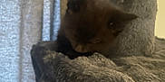 William joined the competition — help win amazing prizes! animal, cat_tree, cozy, curtain, cute, domestic_cat, feline, furniture, furry, gray, home, indoor, kitten, pet, quiet, resting, sleeping, small, soft, young