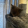 animal, cat_tree, cozy, curtain, cute, domestic_cat, feline, furniture, furry, gray, home, indoor, kitten, pet, quiet, resting, sleeping, small, soft, young