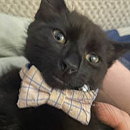 William is registered to the contest to win money with this photo: animal, black_cat, blur, bow_tie, cat, close_up, collar, cute, domestic_animal, eyes, face, feline, fur, hand, indoor, pattern, person, pet, texture, whiskers