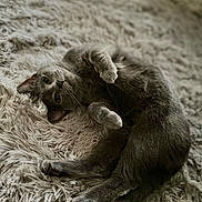 Lala joined the competition — help win amazing prizes! cat, gray_cat, fluffy_rug, relaxed, lying_down, indoor, pet, feline, cozy, curious, whiskers, soft_texture, fur, cute, animal, sleepy, domestic_cat, playful, resting, close_up