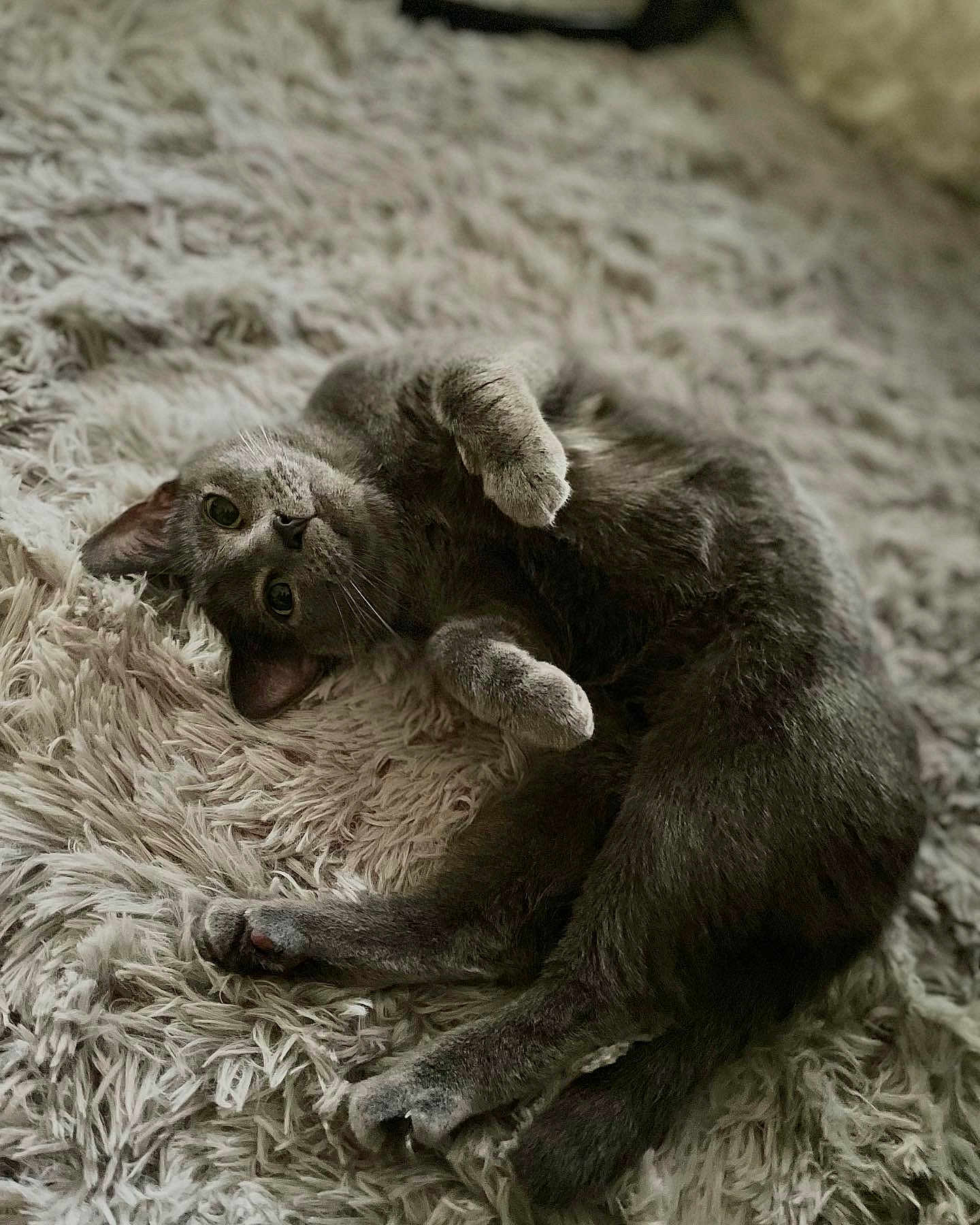 Lala joined the competition — help win amazing prizes! cat, gray_cat, fluffy_rug, relaxed, lying_down, indoor, pet, feline, cozy, curious, whiskers, soft_texture, fur, cute, animal, sleepy, domestic_cat, playful, resting, close_up