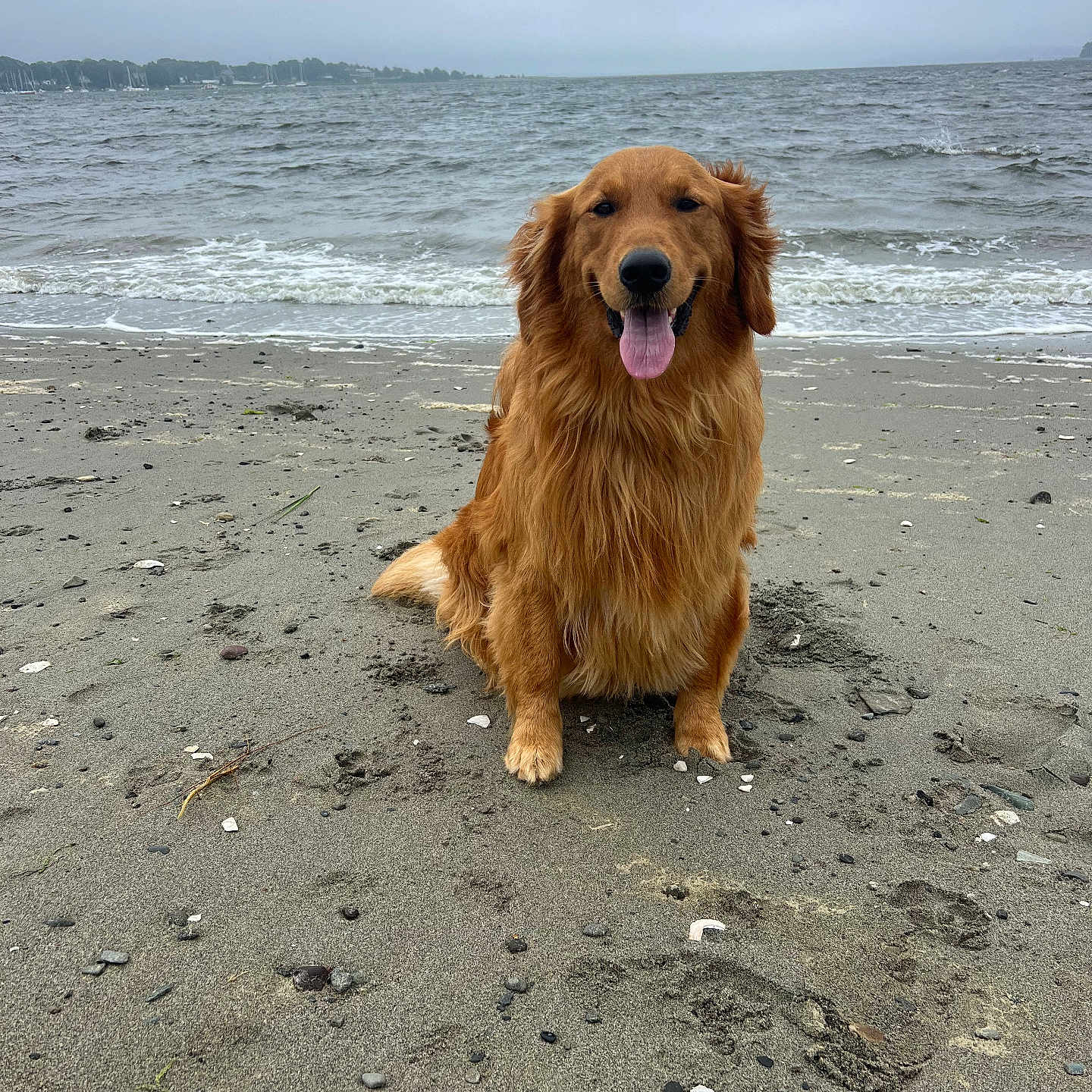 Tucker joined the competition — help win amazing prizes! animal, beach, canine, coast, cockerspaniel, dog, goldenretriever, hound, nature, outdoors, pet, puppy, sand, sea, seawaves, shoreline, soil, summer, terrier, water