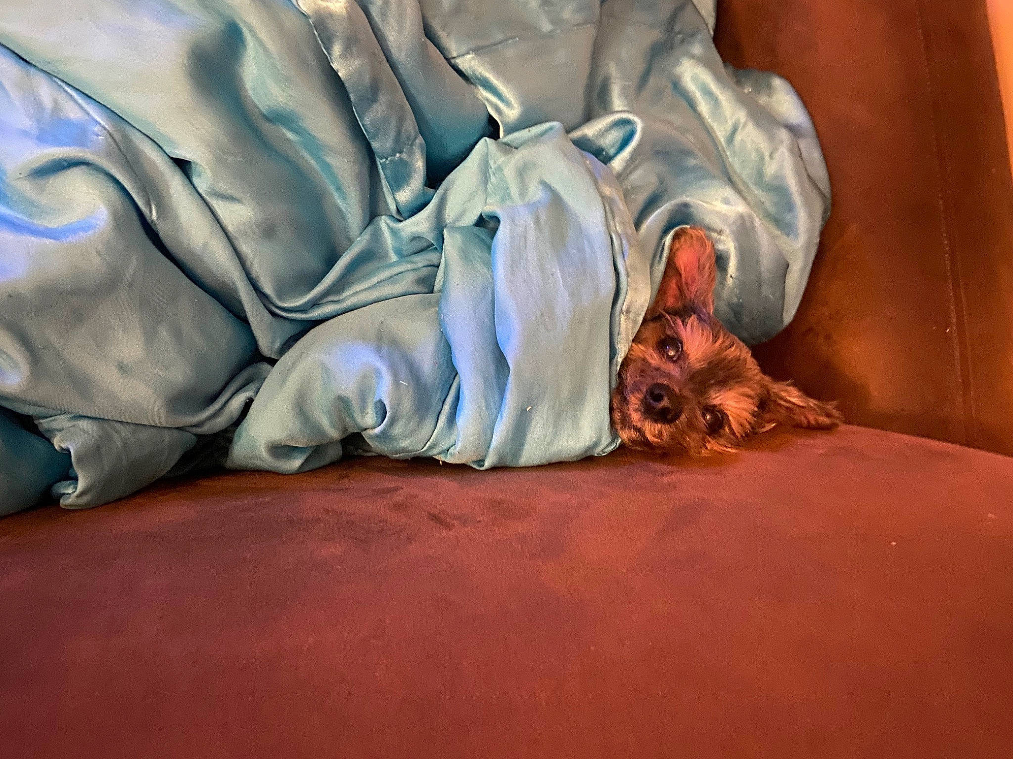 Teeny is registered to the contest to win money with this photo: bed, bed_sheet, bedding, bedroom, comfort, couch, felidae, flesh, foot, fur, human_body, human_leg, knee, linens, nap, room, sitting, textile, thigh, wrist