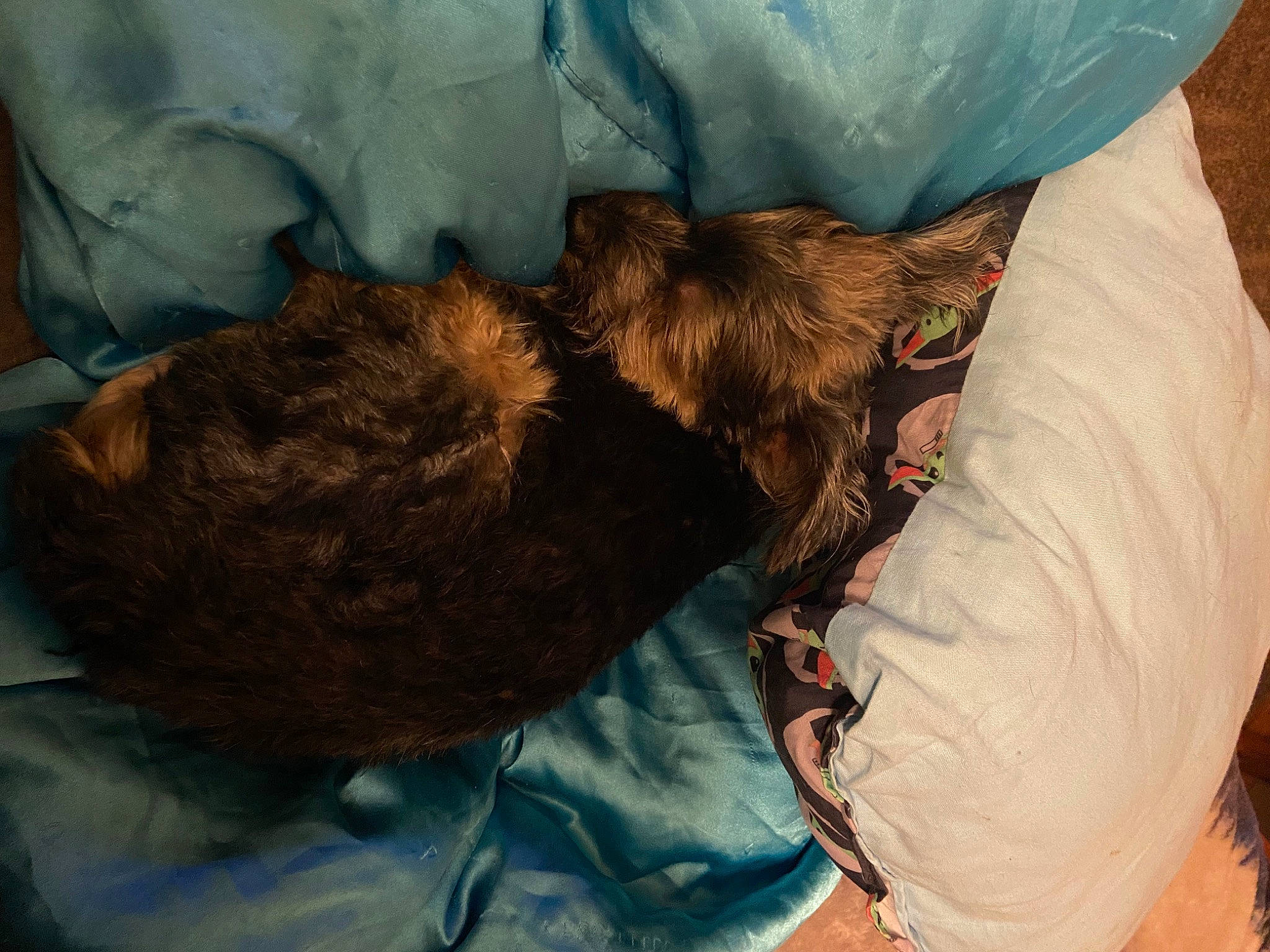 Teeny is registered to the contest to win money with this photo: canidae, carnivore, claw, comfort, companion_dog, dog_breed, felidae, fur, gesture, liver, mammal, nap, plastic_bag, sleep, small_to_medium_sized_cats, sporting_group, tail, terrestrial_animal, vertebrate