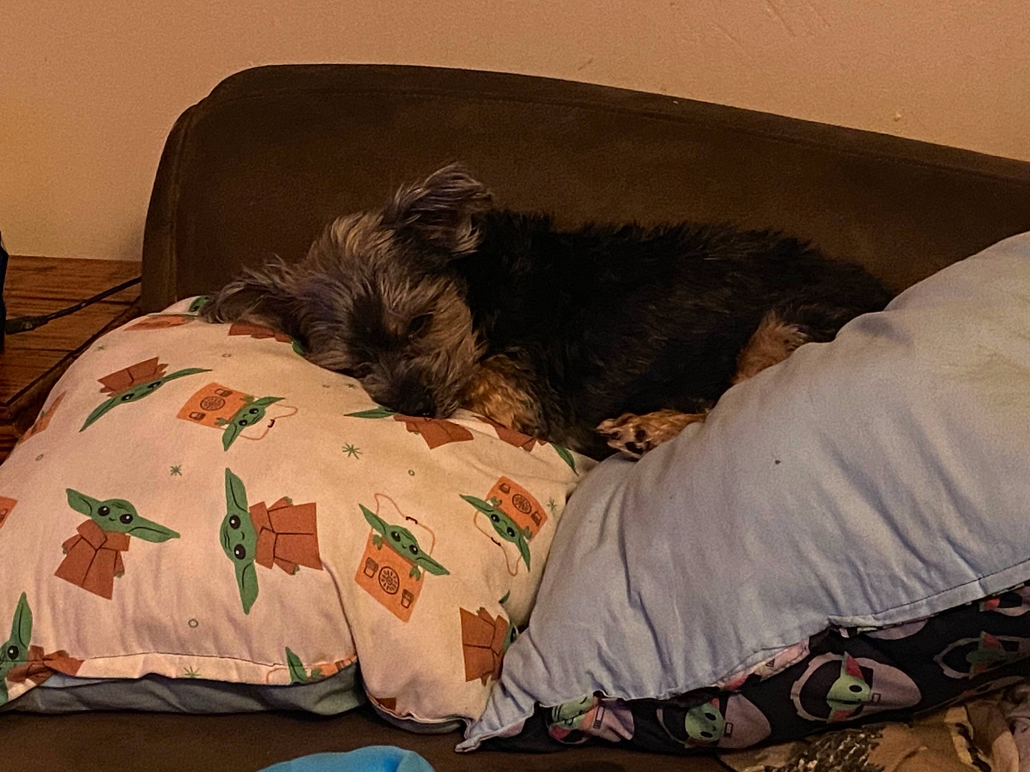 Teeny is registered to the contest to win money with this photo: bed, bedding, bedroom, canidae, carnivore, comfort, companion_dog, couch, dog, dog_breed, dog_supply, flooring, fur, linens, liver, room, sporting_group, studio_couch, tints_and_shades, working_animal